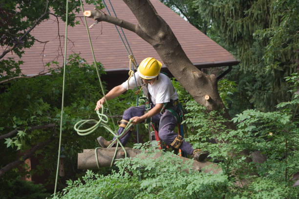 Best Tree Removal Service  in USA